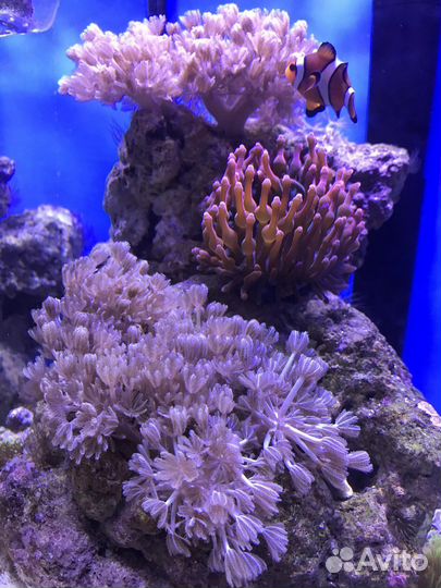 Коралл Ксения пульсирующая