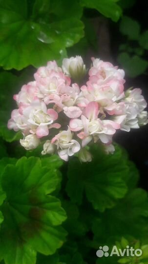 Герань,пеларгония королевская