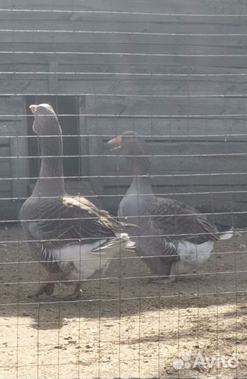 Семья Тулузских гусей