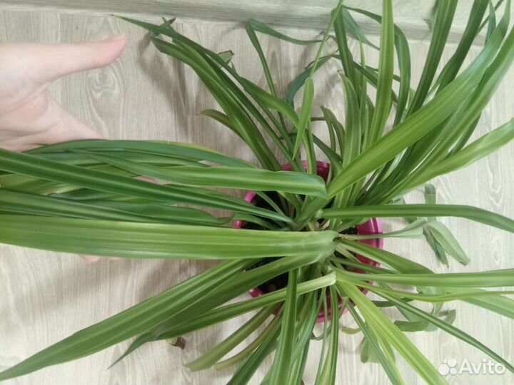 Домашние цветы Хлорофитум бесплатно