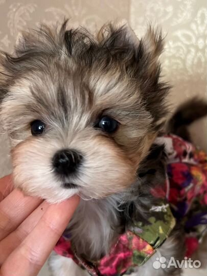 Очень красивая голубоглазая куколка