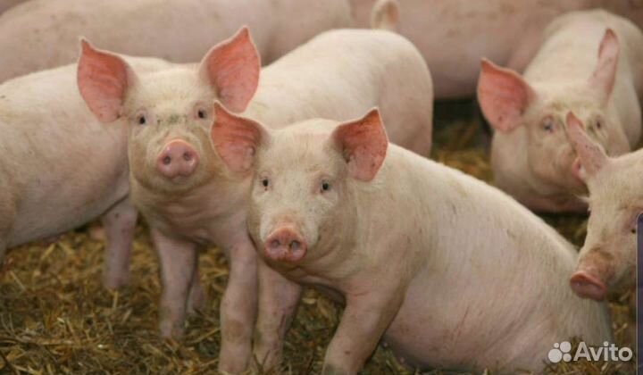 Мясо свинина домашняя