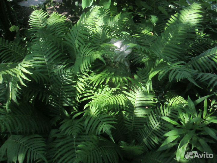 Папоротник садовый