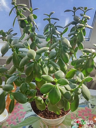 Продам денежное дерево