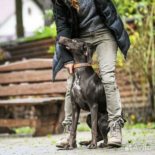 В добрые руки девочка Курцхара, 10 месяцев, в дар