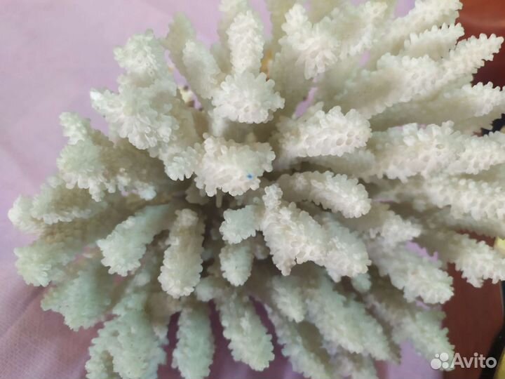 Коралл рапан ракушка натуральные