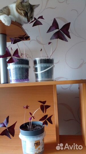 Кислица оксалис