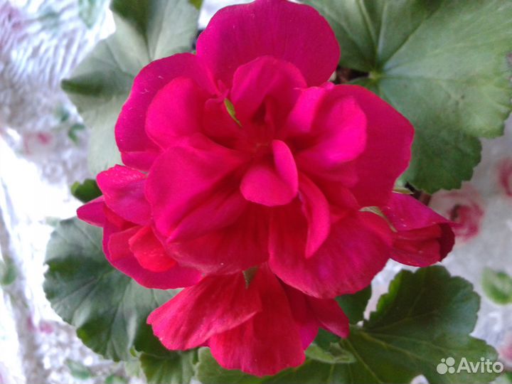 Пеларгония, герань