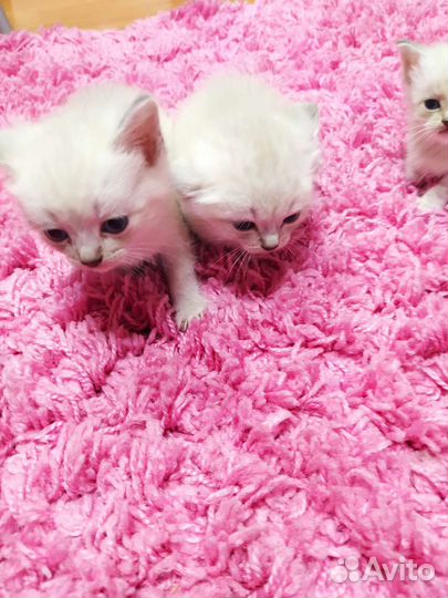 Продам котят шотландских