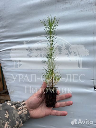 Лиственница Сибирская зкс сеянцы для лесовосстанов