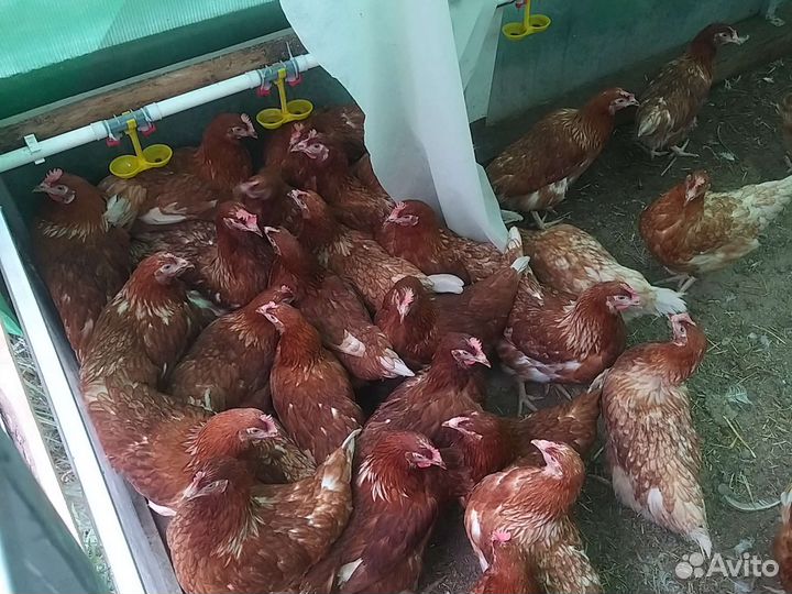 Куры молодки несушки
