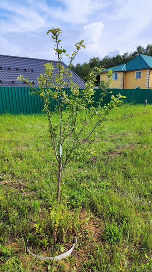 Участок 6 сот. (ИЖС)