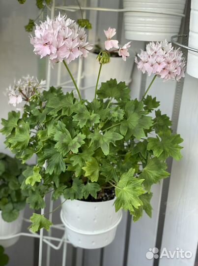 Герань Vectis Finery и тюлп. Red Pandora