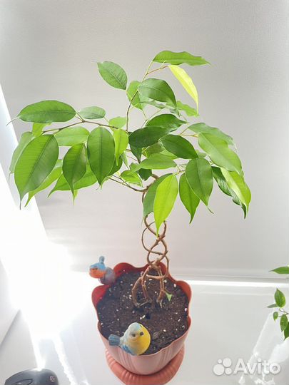 Фикус бенджамина