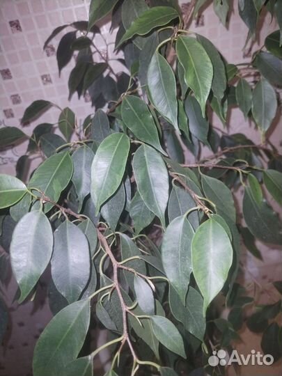 Фикус бенджамина большой и отростки