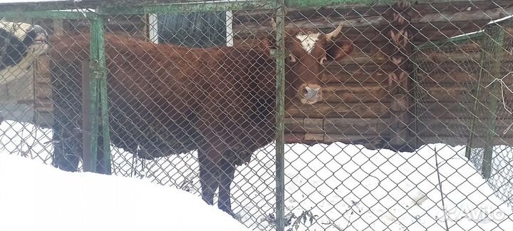 Тёлочка на племя