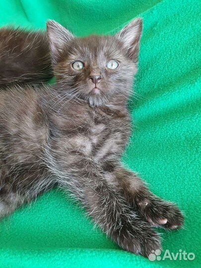 Черный дым котенок девочка – в дар