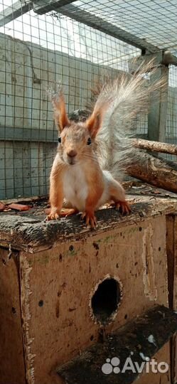 Вольерные алтайские белки