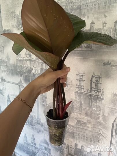 Филодендрон конго