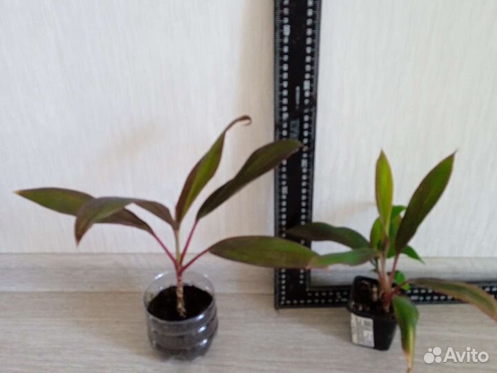 Кордилина танго/ и поменьше /есть доставка