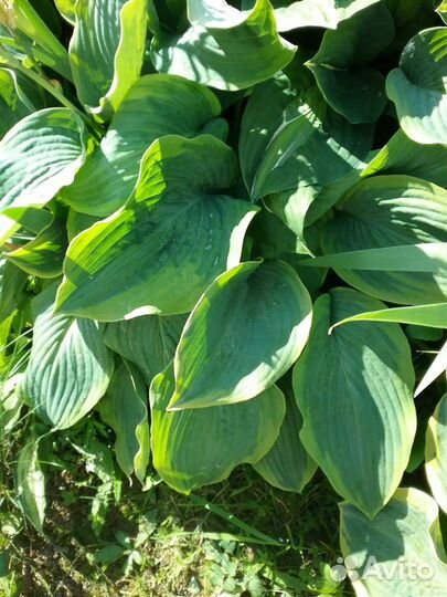 Хосты кустами