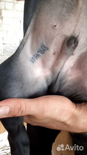 Клеймо и чипирование собакам всех пород