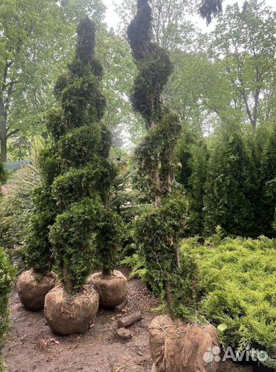 Туя для живой изгороди