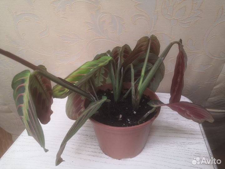 Маранта триколор