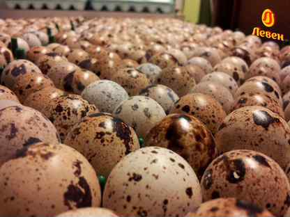 Инкубационное яйцо перепелов, качественный вывод, Пушкин