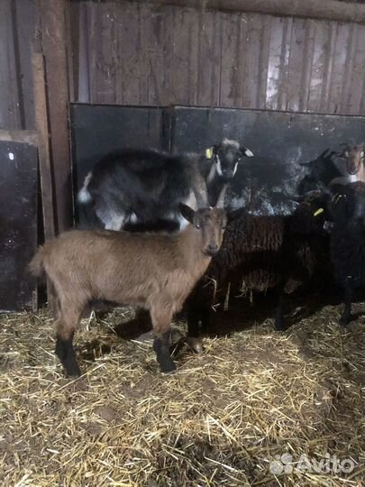 Бурские козы