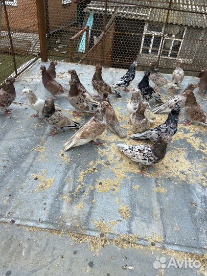 Голуби бойные, летные