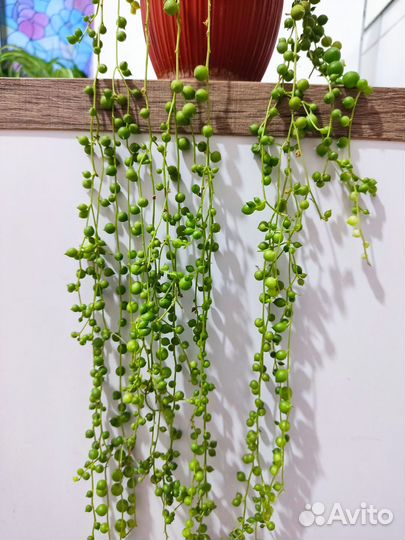 Крестовник роули, крестовник Геррейна