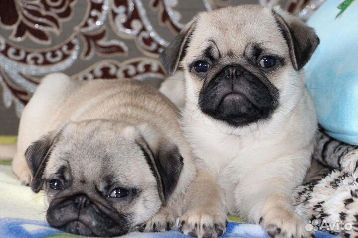 Щенки Мопс