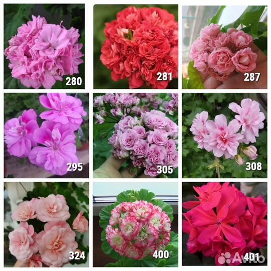 Саженцы Пеларгонии зональной махровой в горшке 8*8