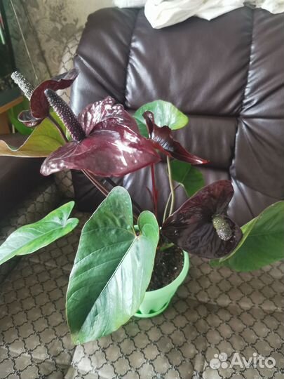 Антуриум черный дракон
