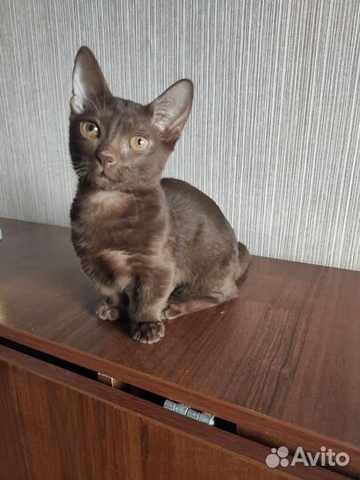 Котенок Манчкин