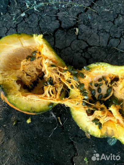 Семечка тыквы Штирийская (голосеменная)