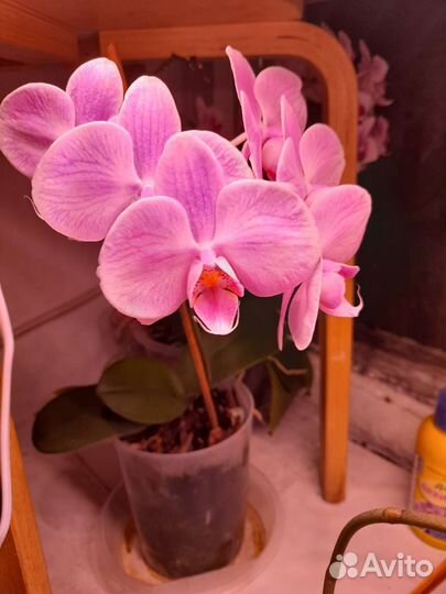 Орхидея фаленопсис
