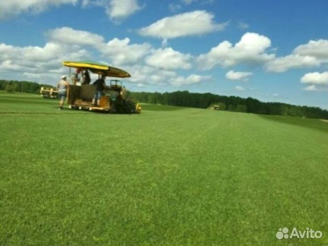 Рулонный газон 