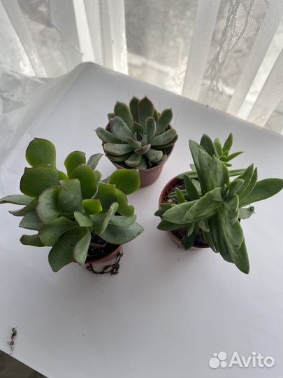 Суккуленты