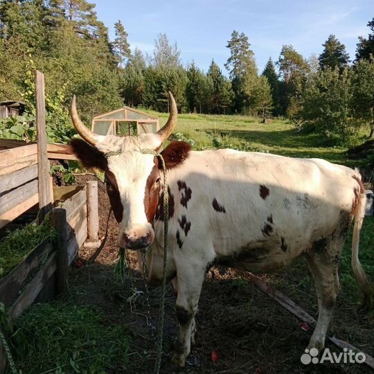 Айширская тёлка