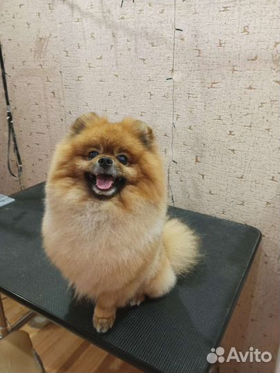 Груминг стрижка собак