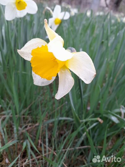 Нарциссы луковицы