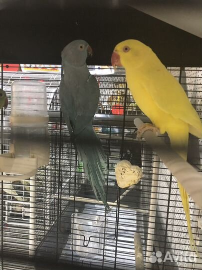 Голубой ожереловый попугай