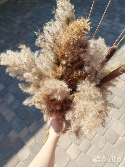 Пампасная трава