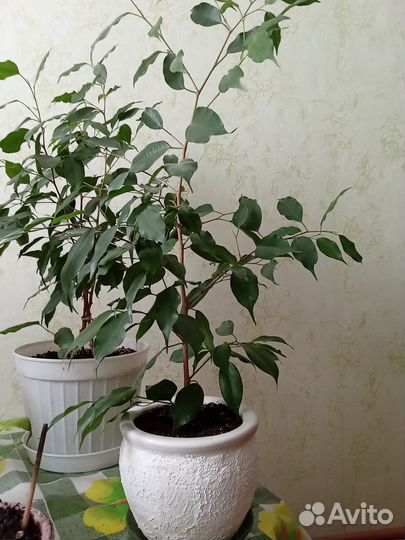 Фикусы бенджамина много и разные