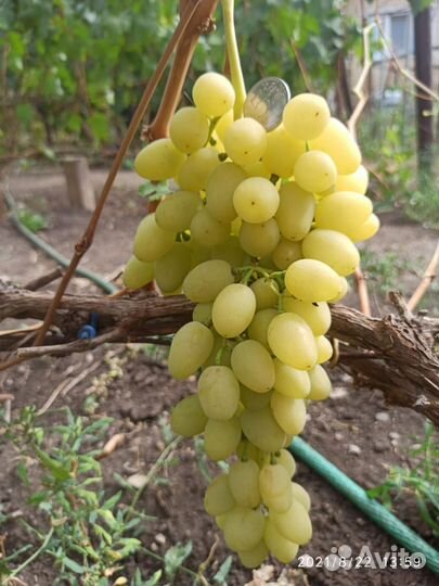 Саженцы винограда