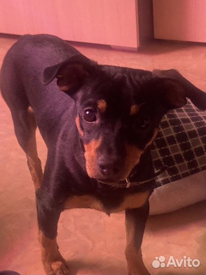 Вязка собак