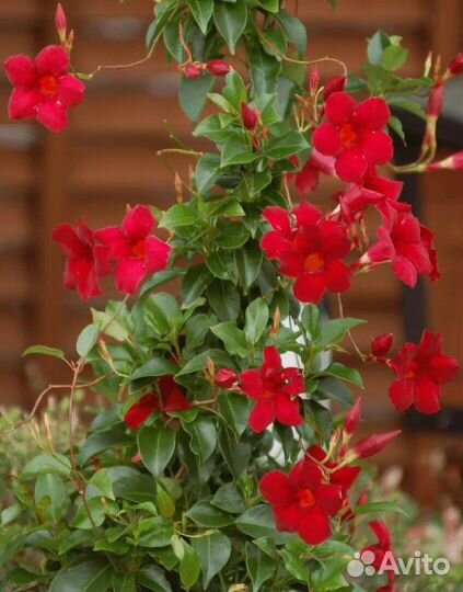 Дипладения