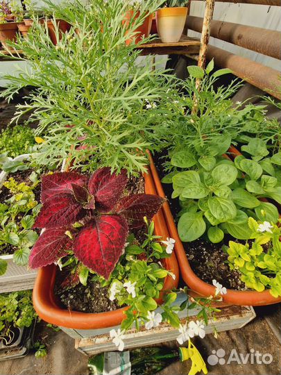 Рассада в розницу и оптом